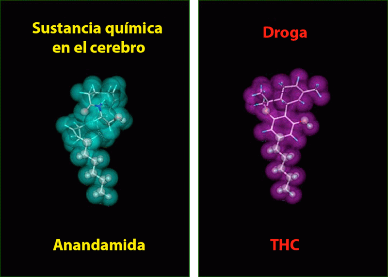 Anandamida, el endocannabinoide que nos hace felices