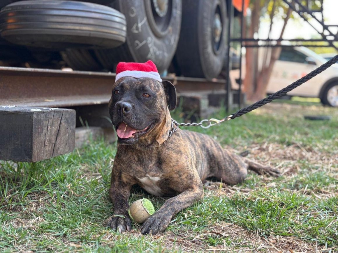 Lomitos Se Convierten En Ayudantes De Los Reyes Magos