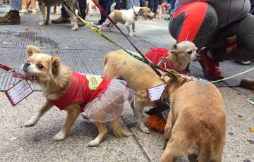 cuantos perros mueren por maltrato