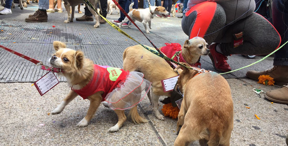 festival Kukur Tihar perros mascotas LC 2