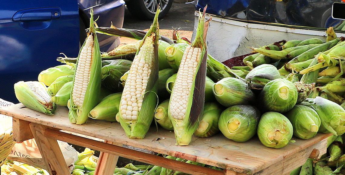 Ofertan 500 toneladas al día de elote en Central de Abasto