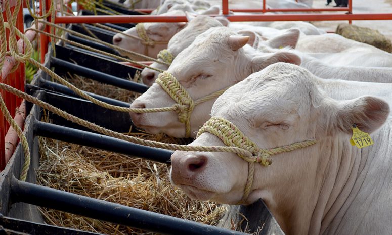 Confirma Agricultura reunión técnica este martes para reapertura a ganado
