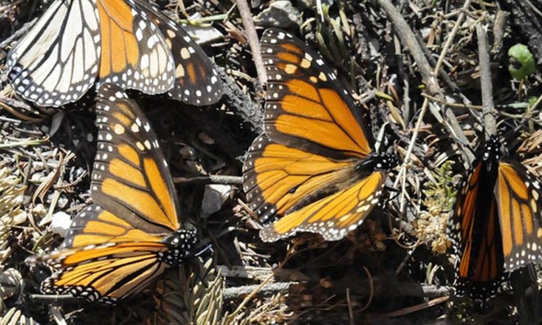 Aumentó en 35% presencia de la monarca en bosques de Edomex y Michoacán