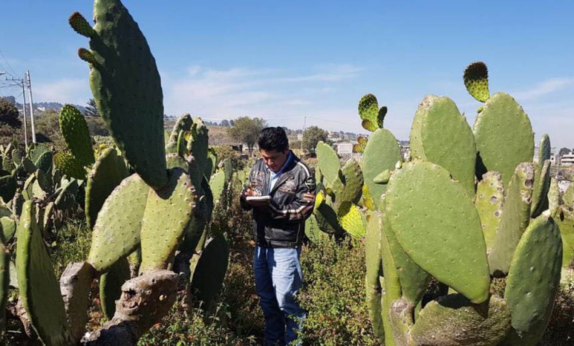 proceso nopal