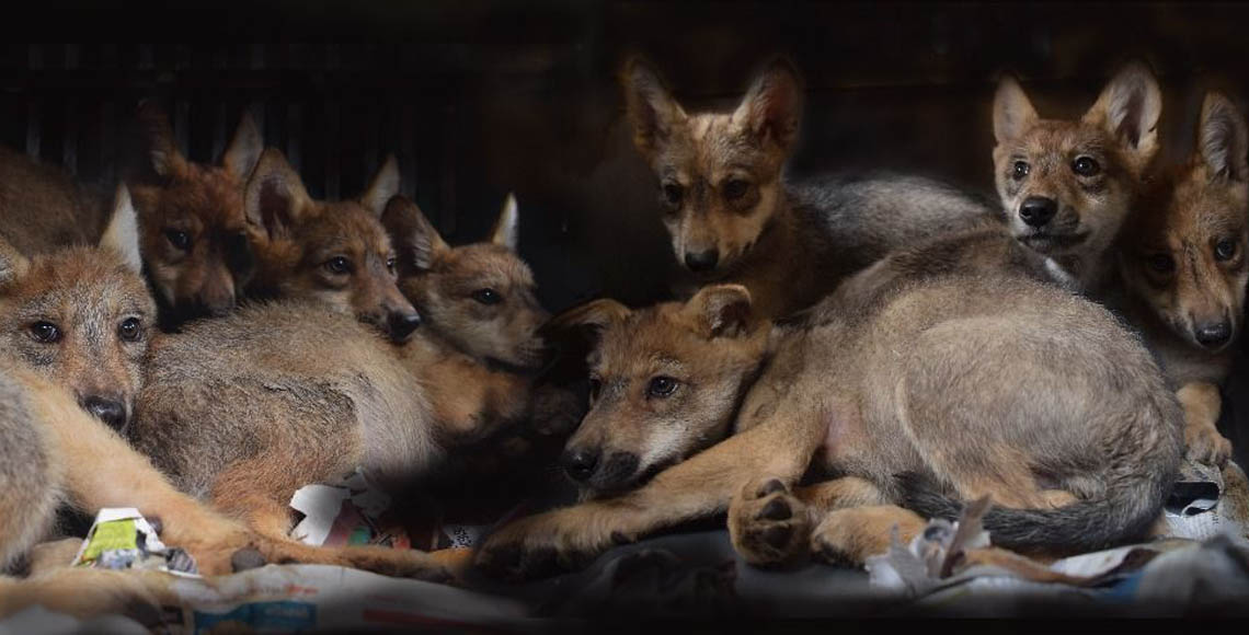 Sobreviven lobos mexicanos y nacen 8 crías en Zoológico de Los Coyotes