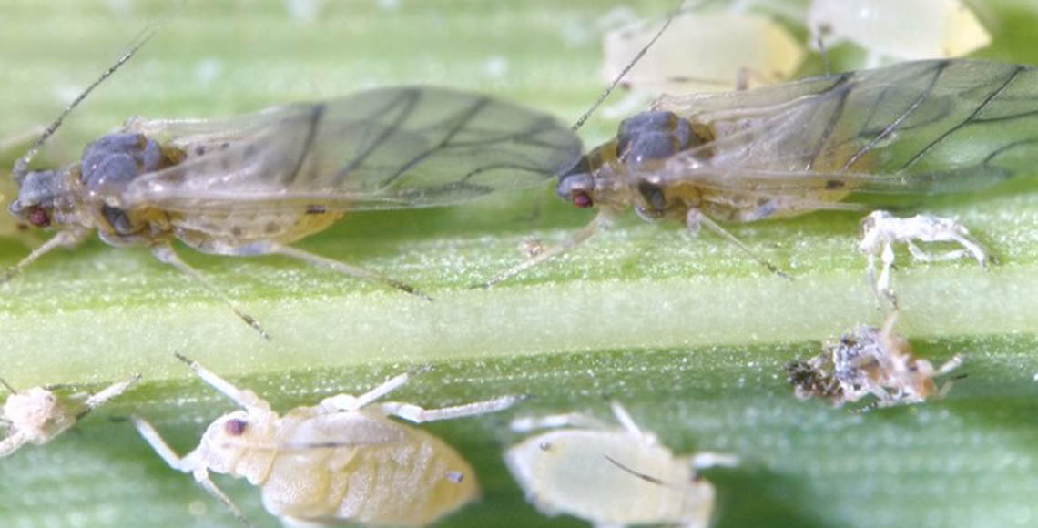 Depredadores Naturales, Estudiados Para Control Biológico De Plagas