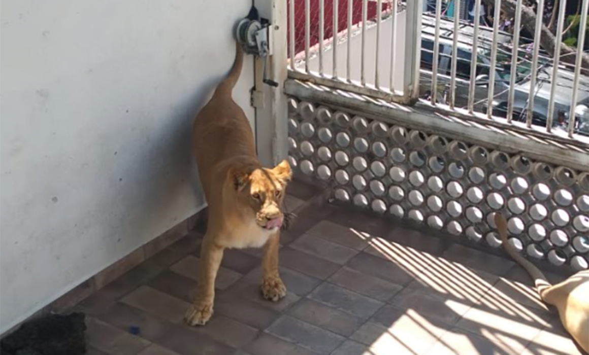Tras varios meses, leones dejan de rugir en azotea de Iztacalco
