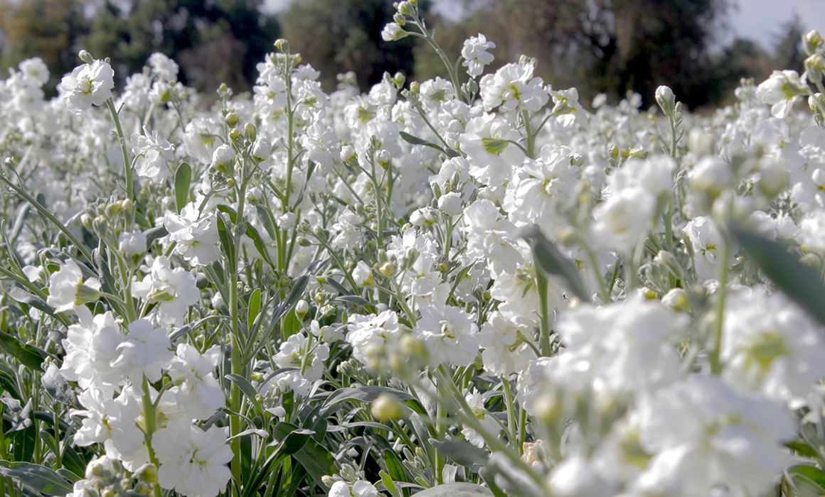 Cempasúchil y flores de temporada, garantizadas para Día de Muertos