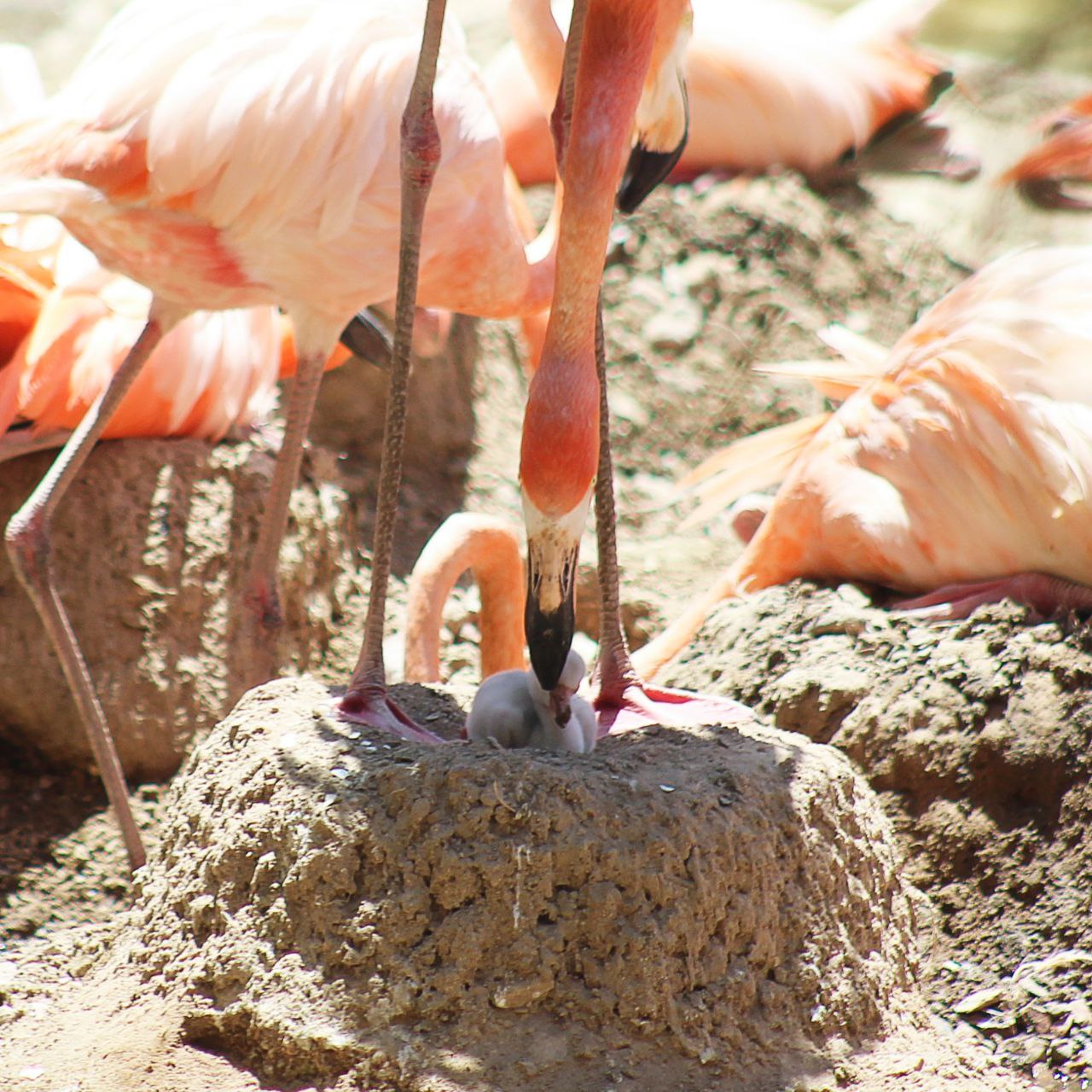 Es la única especie de flamenco que habita en México. Foto: Zoológico de León