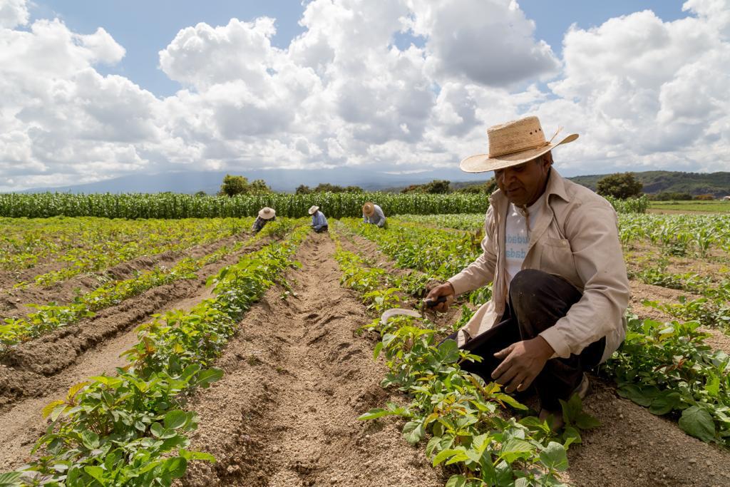 Falta de apoyo a cultivos siembra desesperación en campesinos ...