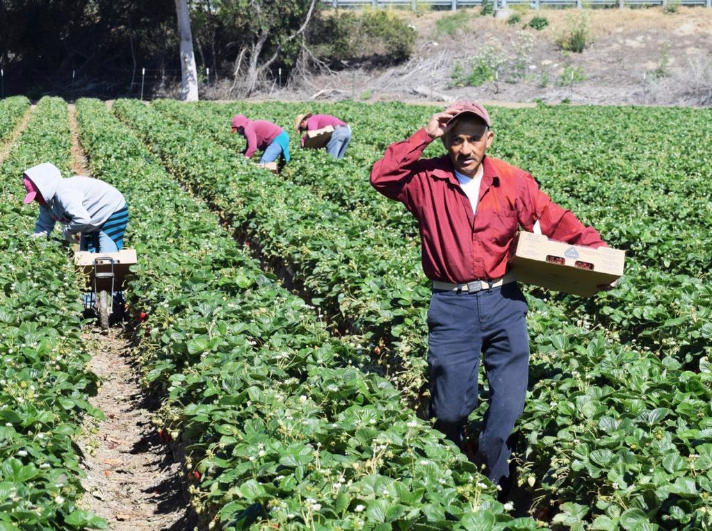 Falta de apoyo a cultivos siembra desesperación en campesinos