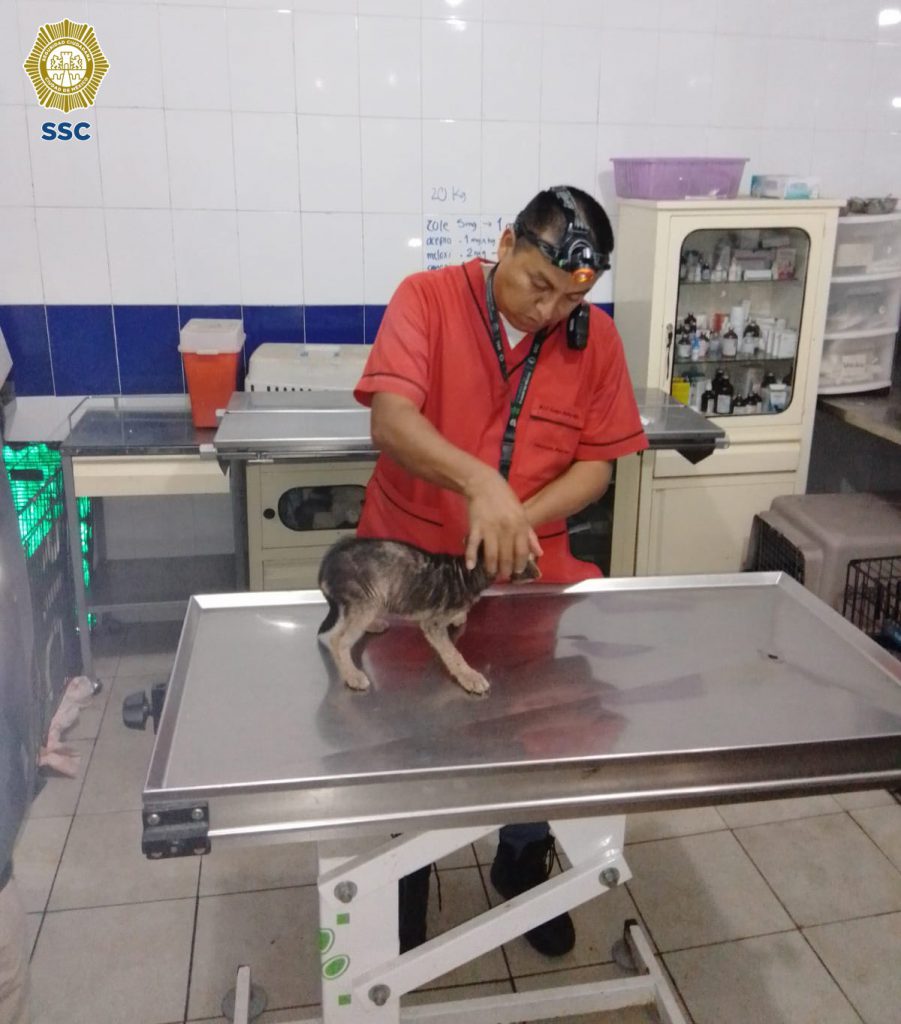 Los cachorros fueron valorados por un veterinario. SSC