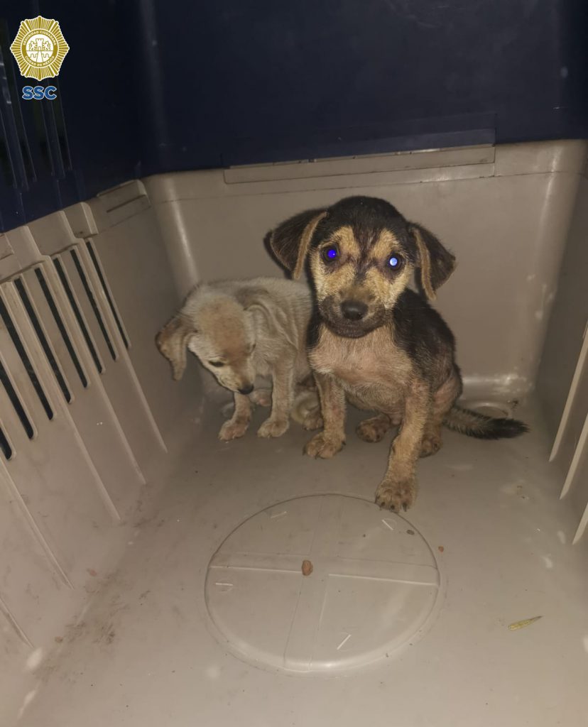 Los dos cachorros rescatados por policías de la Ciudad de México. Foto: SSC