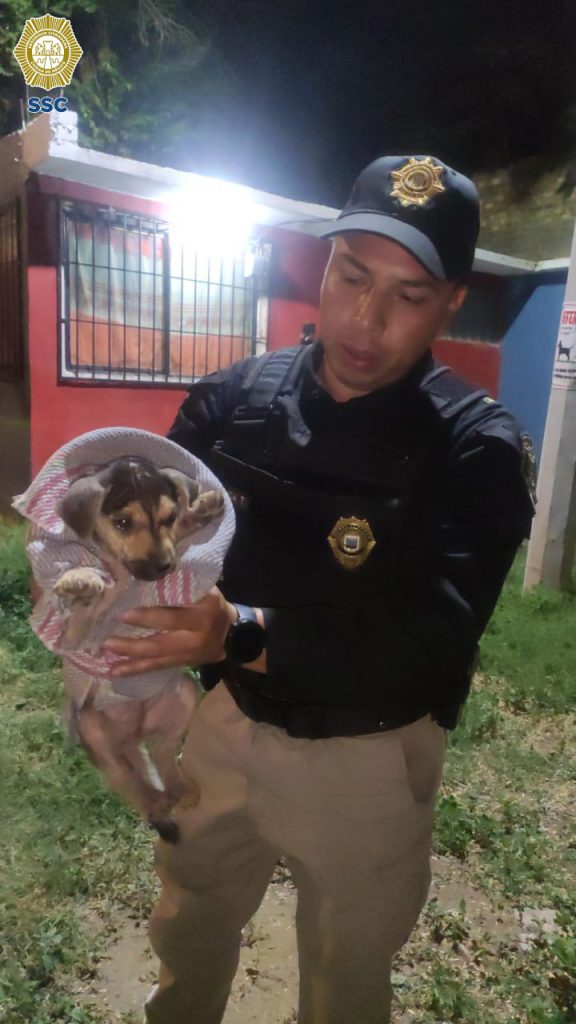 Policías rescatan a perritos. Foto: SSC