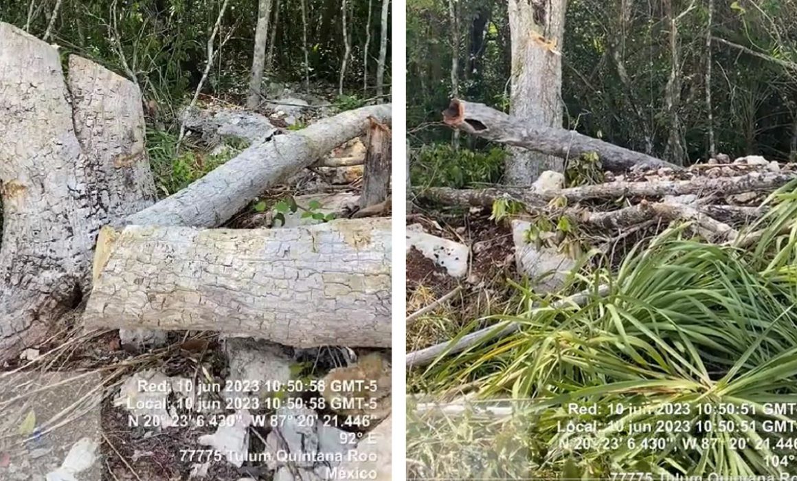 Denuncian tala de especie amenazada por obras de Tren Maya - Quadratín ...