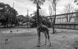 Que murió la jirafa desaparecida, según el Zoológico de Culiacán