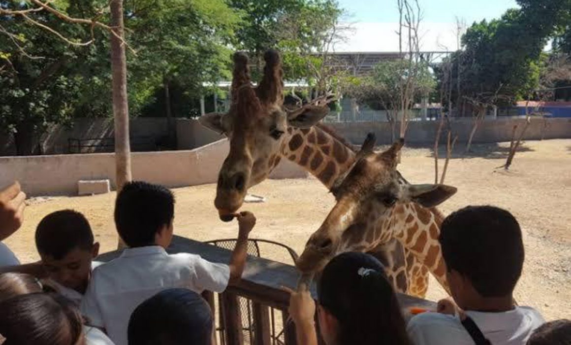 Desconoce Zoológico de Culiacán paradero de una jirafa