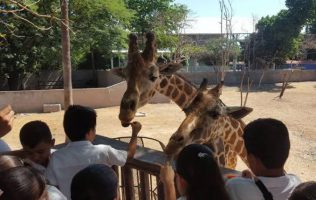 Desconoce Zoológico de Culiacán paradero de una jirafa