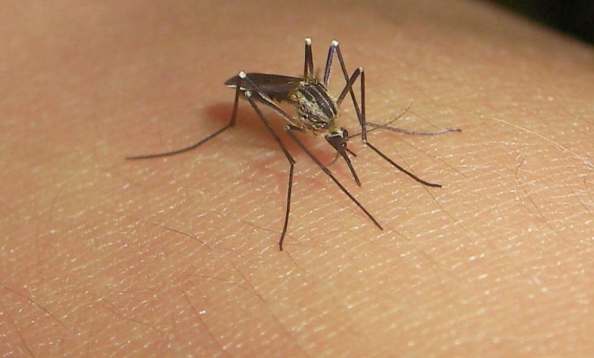 Michoacán: nuevo repunte en decesos por dengue; reporta 7 en una semana