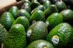 Anotarán Michoacán y Jalisco 110 mil toneladas de aguacate en Super Bowl