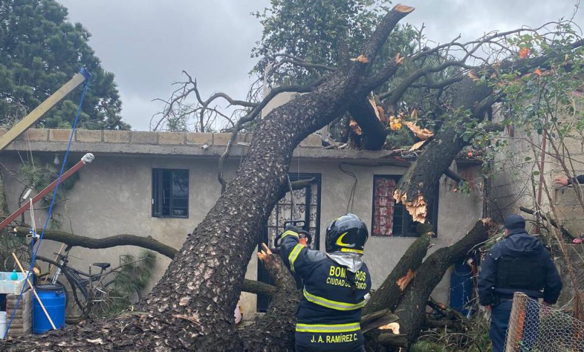 Caen 5 árboles ante Alerta Amarilla en 11 alcaldías de CDMX