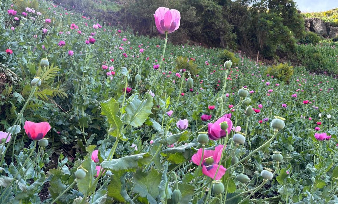 Destruye Marina 4 millones de plantas de amapola en Nayarit