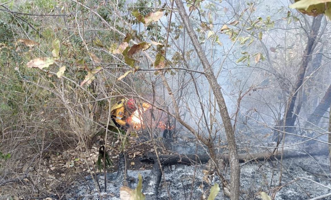 Afecta 19 hectáreas incendio forestal en Chilpancingo