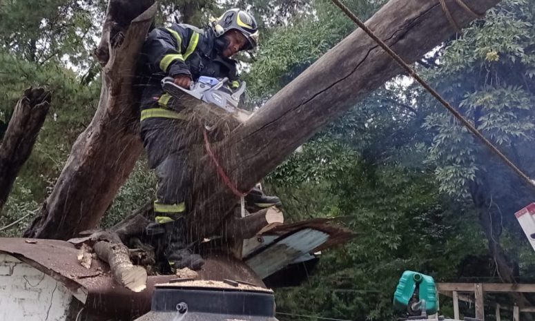 Derriban lluvia y viento 33 árboles y 2 postes en CDMX