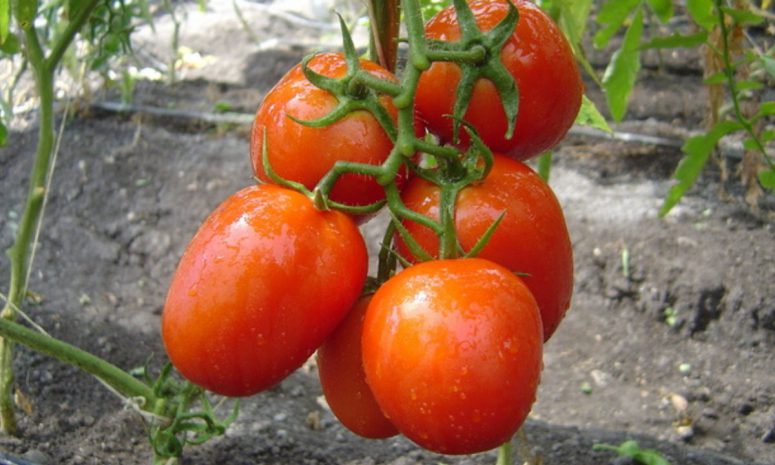 Arancel a tomate mexicano, injusto y contrario a intereses: Agricultura