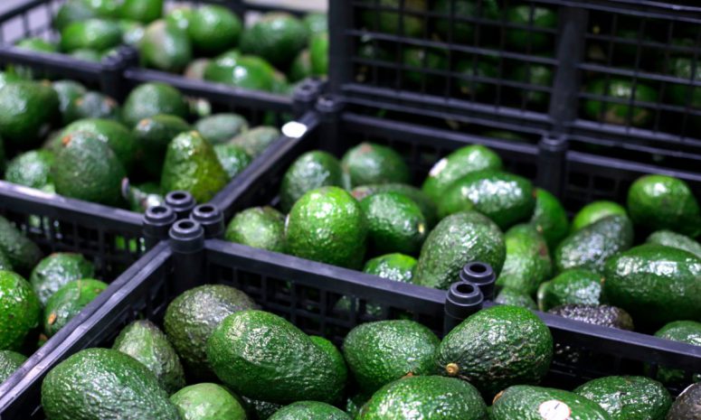 Entra en vigor obligatoriedad de certificado laboral para exportar aguacate