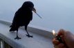 Comparten The Chainsmokers y Beau Nox White wine & Adderall