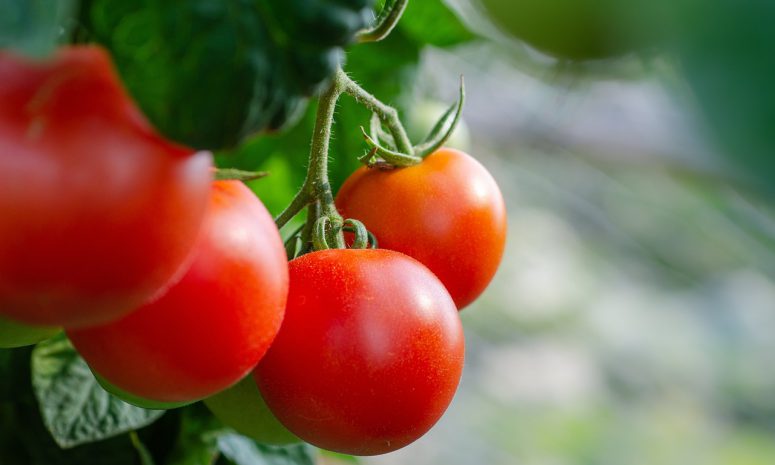 En riesgo, seguridad alimentaria de la región por arancel al tomate: CNA