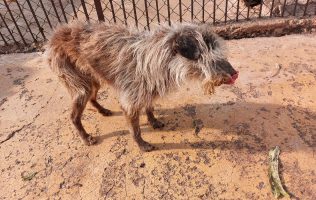 Asegura GCDMX 936 animales del Refugio Franciscano