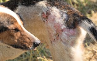 Aseguramiento de animales en el Refugio Franciscano