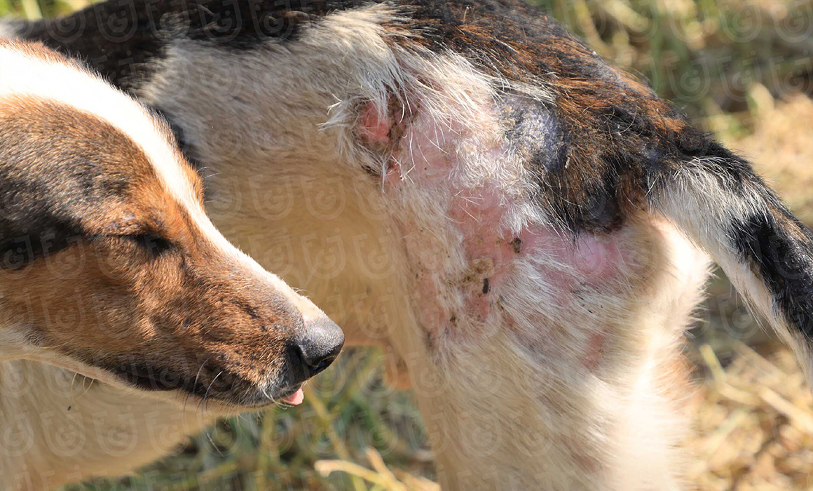 Aseguramiento de animales en el Refugio Franciscano