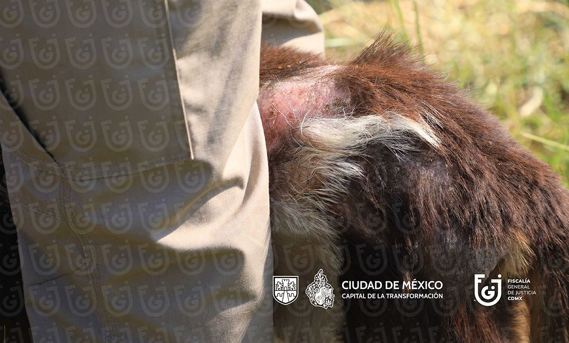 Aseguramiento de animales en el Refugio Franciscano