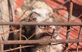 Aseguramiento de animales en el Refugio Franciscano