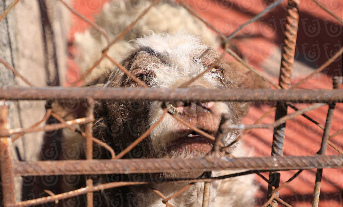 Aseguramiento de animales en el Refugio Franciscano