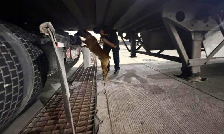 Chocolate olfatea 249 kilos de droga en doble fondo de tráiler